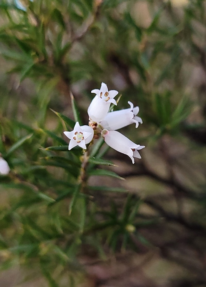 Lissanthe strigosa subsp. strigosa photo 4