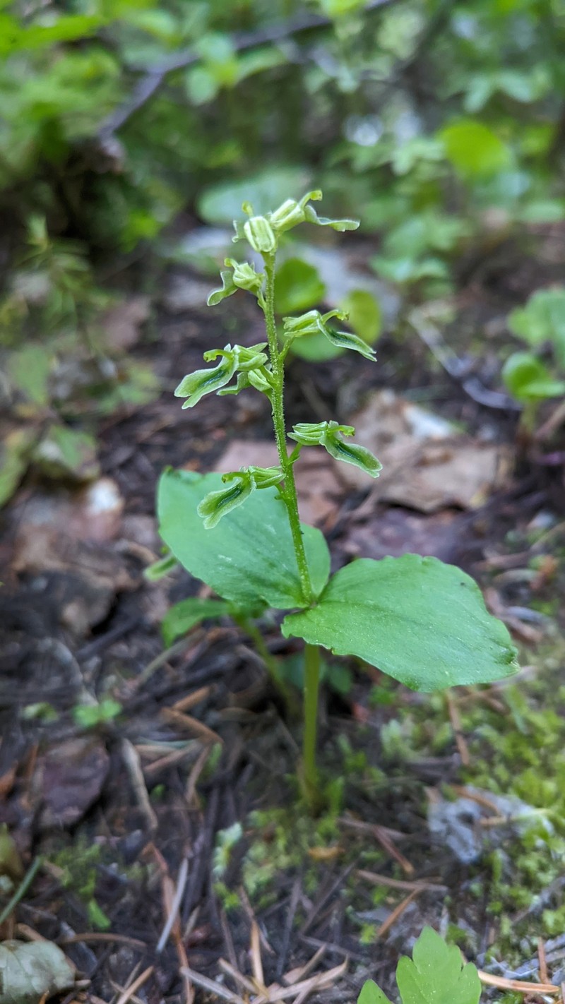 Northern Twayblade