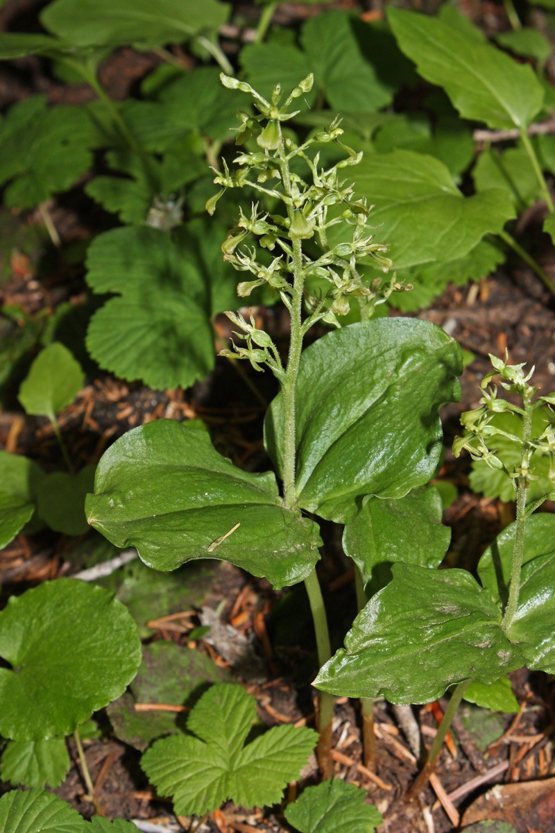 Northwestern Twayblade