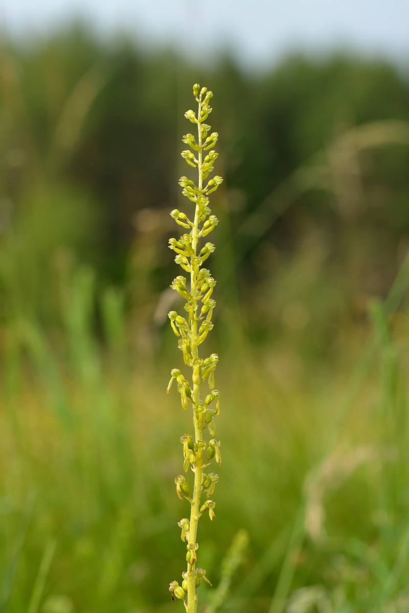 Eggleaf Twayblade photo 2