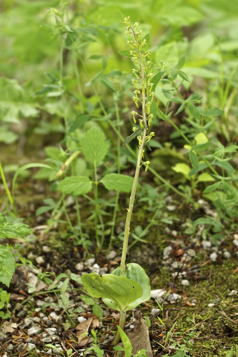 Eggleaf Twayblade photo 3