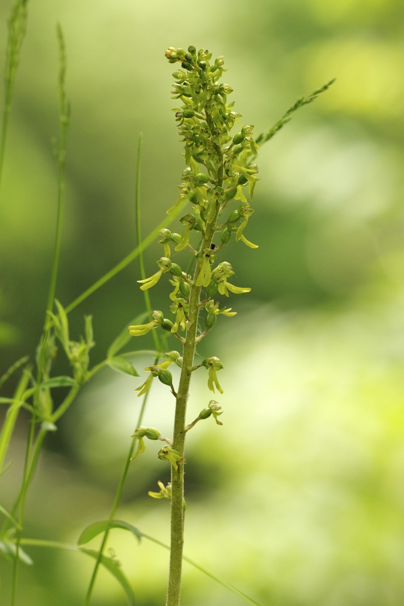Eggleaf Twayblade photo 4