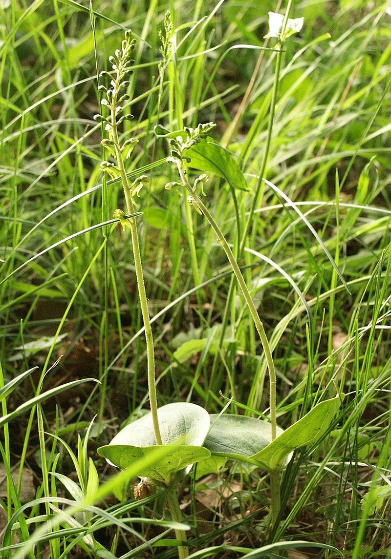 Eggleaf Twayblade photo 5