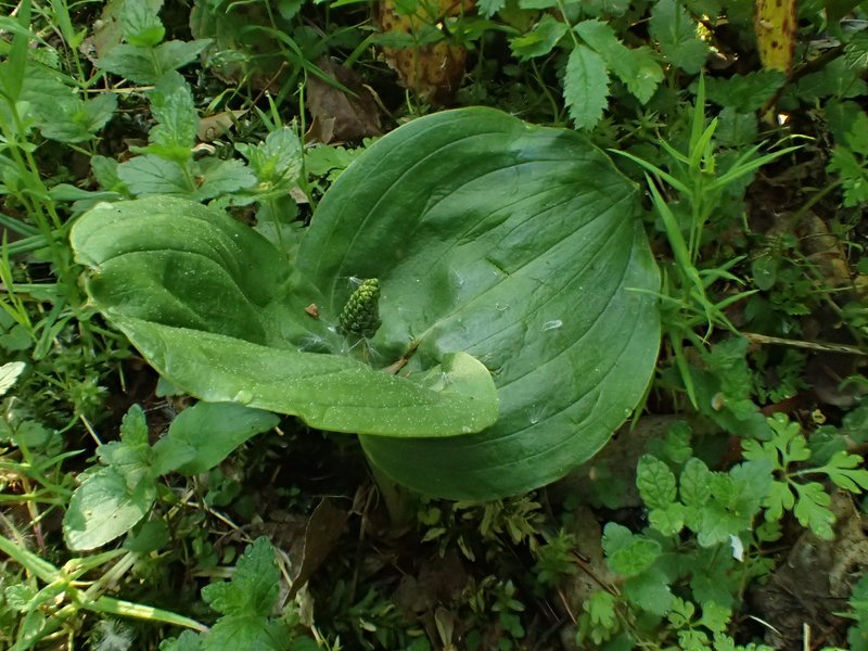 Eggleaf Twayblade photo 6