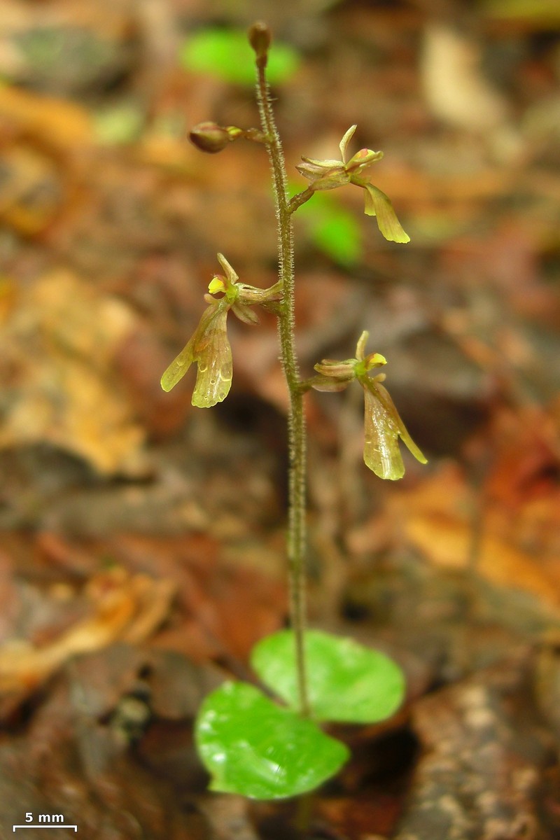 Kidneyleaf Twayblade photo 2
