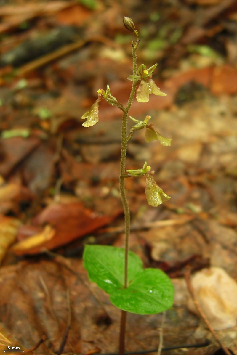 Kidneyleaf Twayblade photo 3