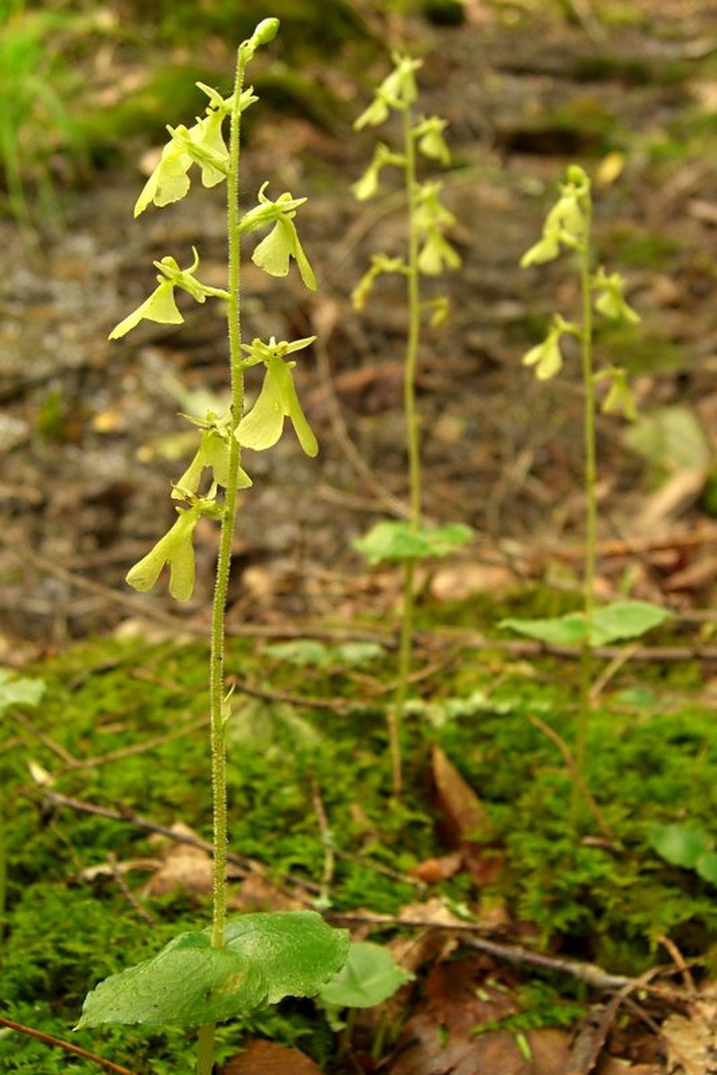 Kidneyleaf Twayblade