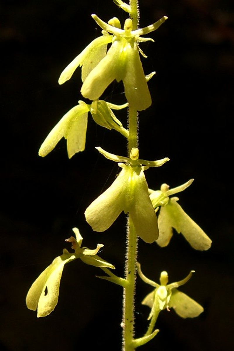 Kidneyleaf Twayblade photo 4