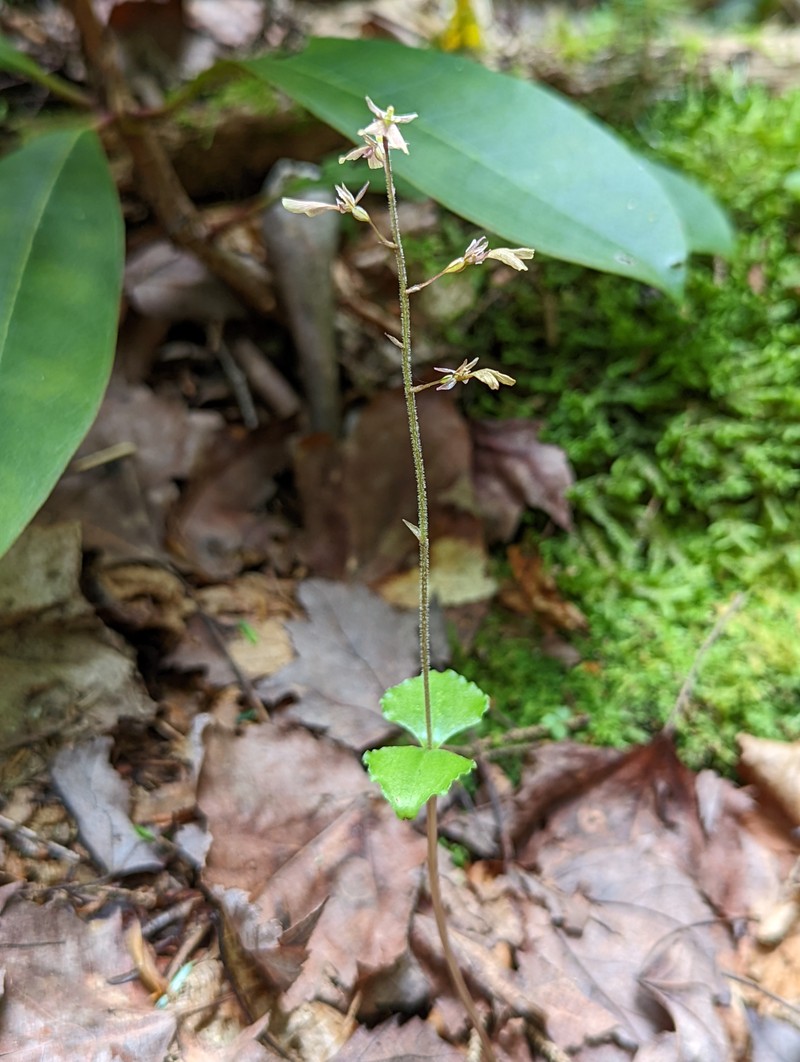 Kidneyleaf Twayblade photo 5