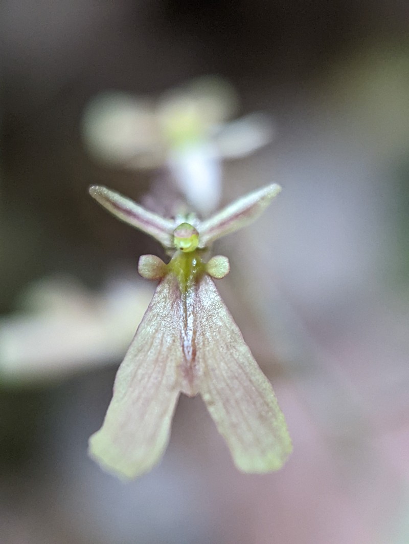 Kidneyleaf Twayblade photo 6