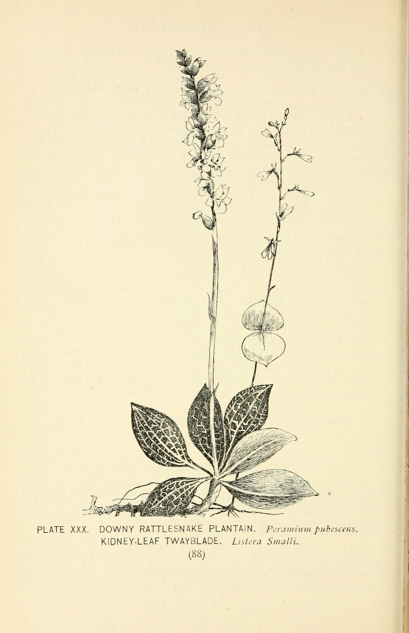 Kidneyleaf Twayblade photo 7