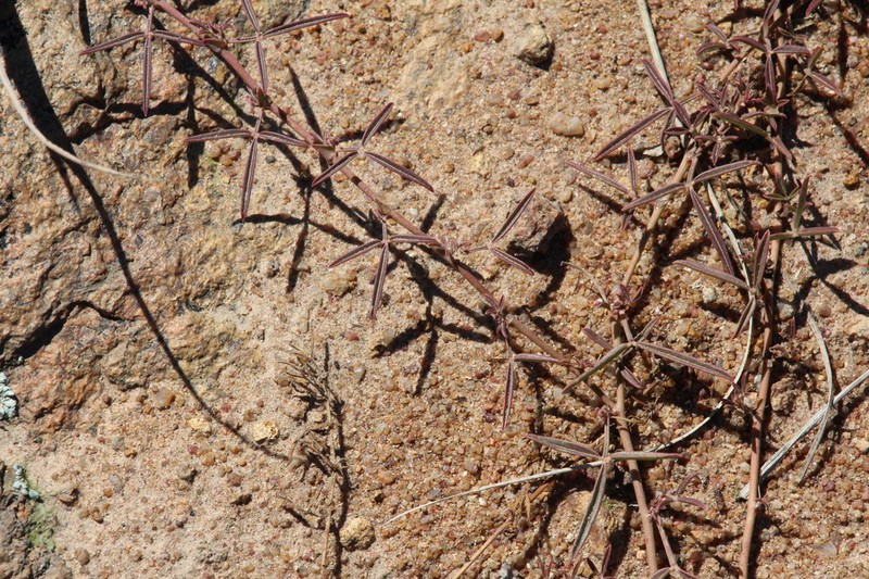 Listia marlothii