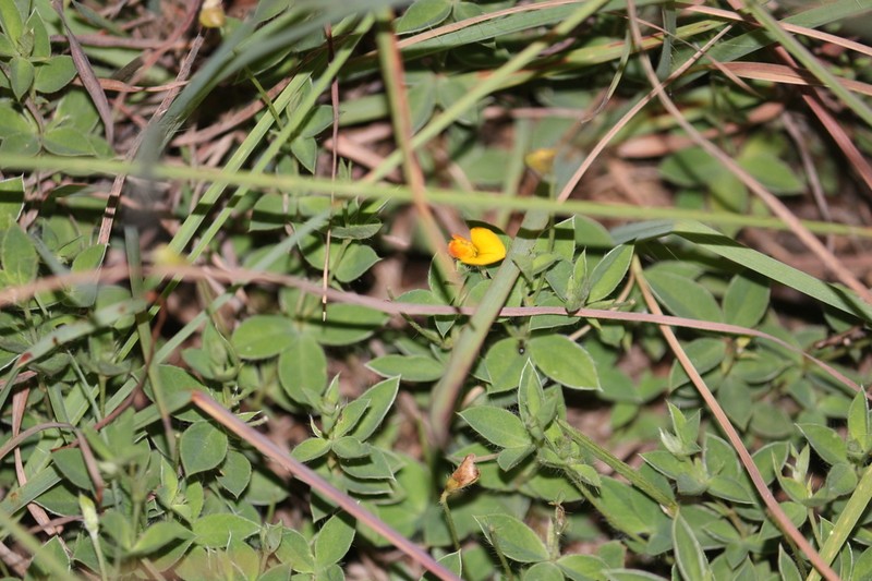 Listia marlothii photo 2