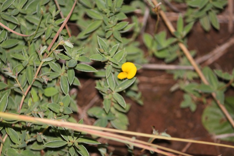 Listia marlothii photo 3