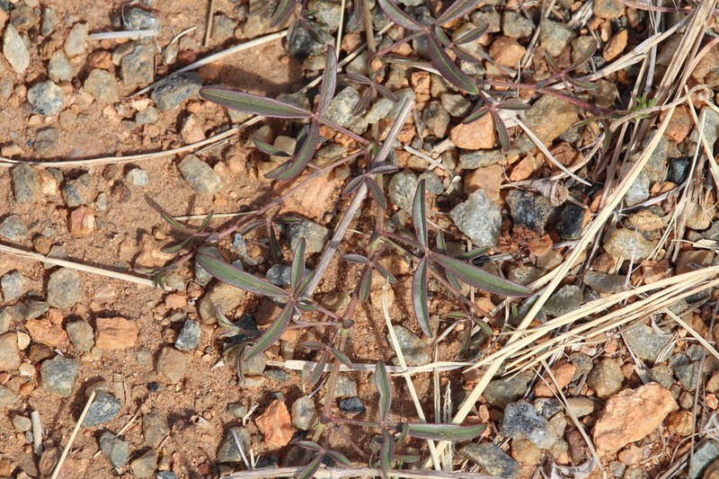 Listia marlothii photo 4