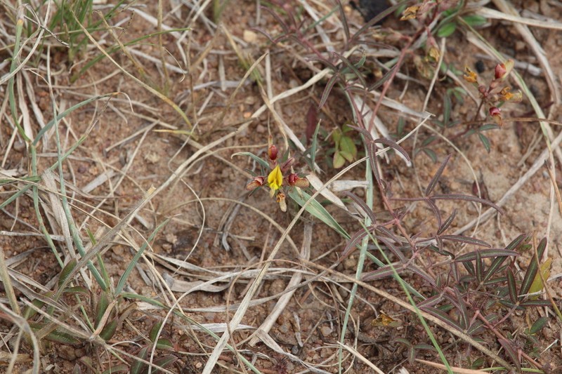 Listia minima