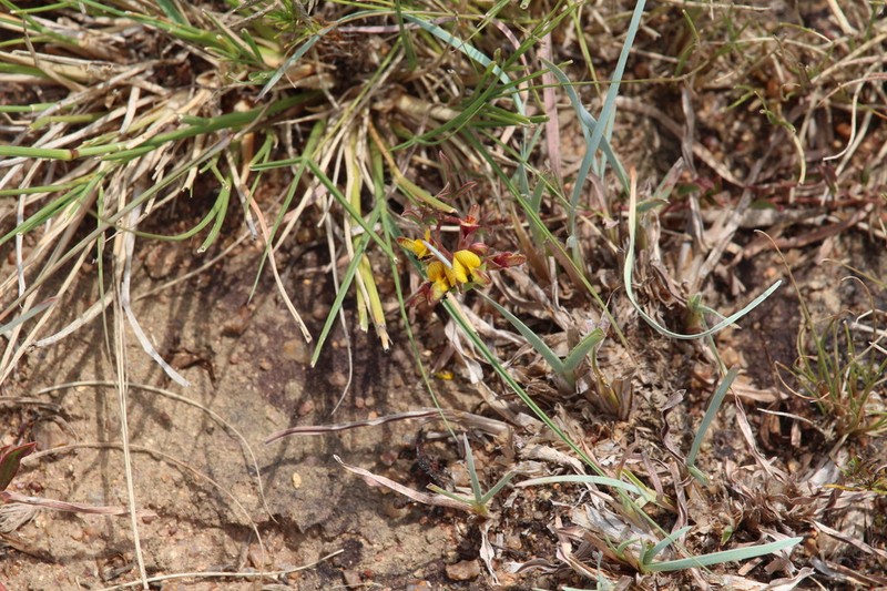 Listia minima photo 2