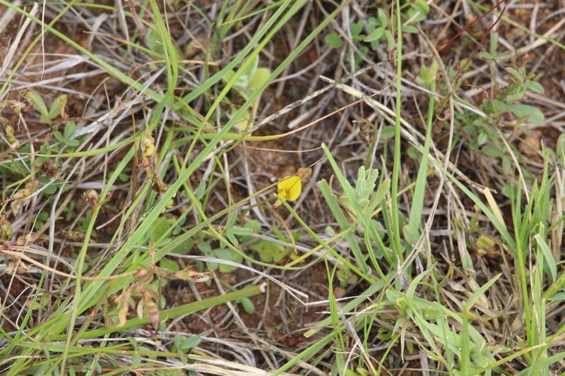Listia minima photo 4