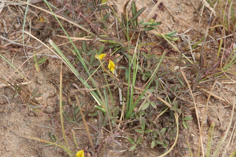 Listia minima photo 5