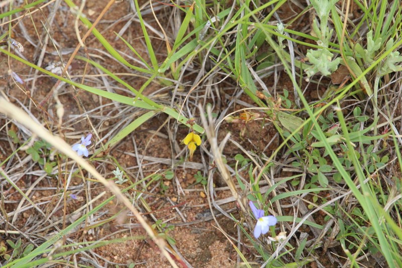 Listia minima photo 7