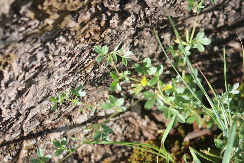 Listia minima photo 8