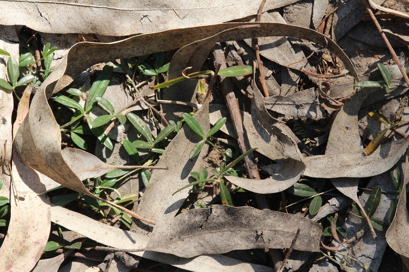Listia solitudinis