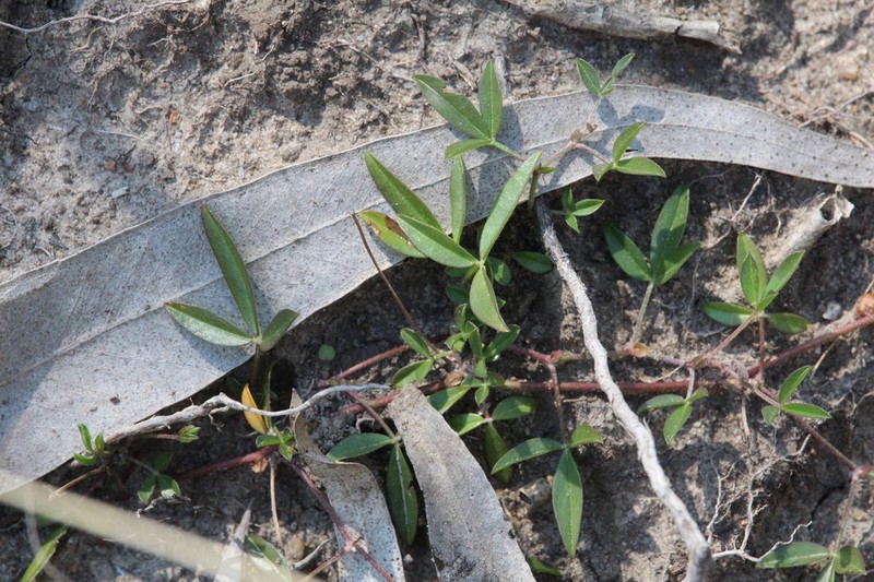 Listia solitudinis photo 2