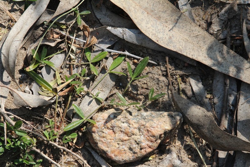 Listia solitudinis photo 3
