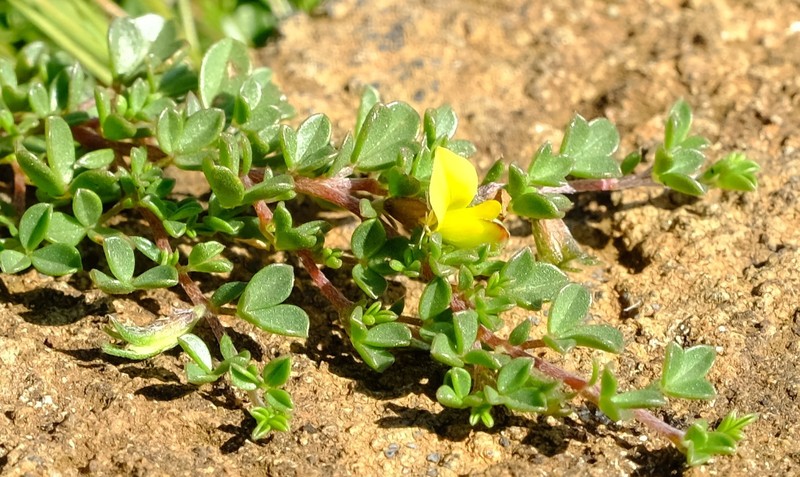 Listia solitudinis photo 5