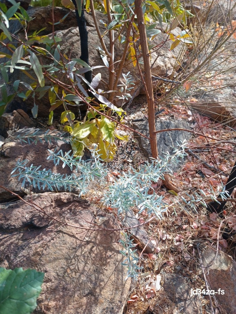 Listia subulata