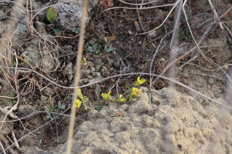 Listia subulata photo 2