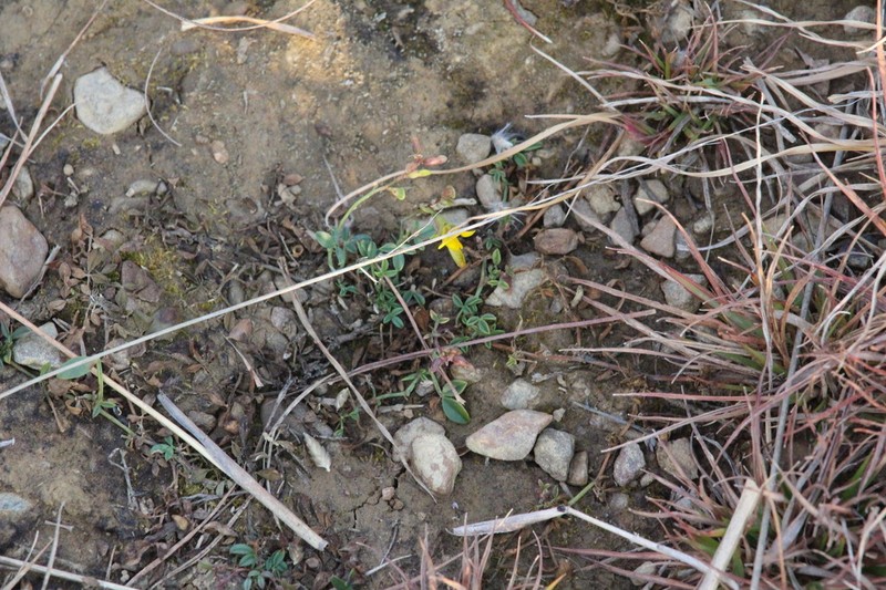 Listia subulata photo 3