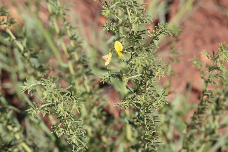 Listia subulata photo 4