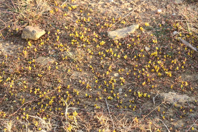 Listia subulata photo 8
