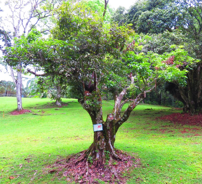 Lychee photo 3