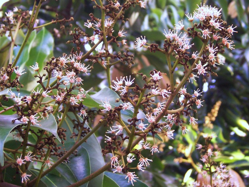 Lychee photo 4