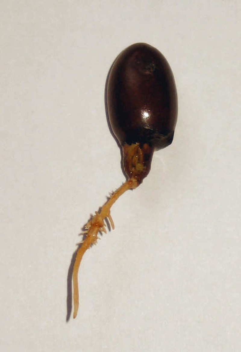 Lychee photo 6