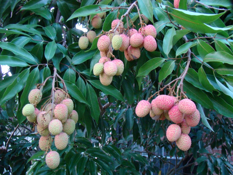 Lychee photo 7