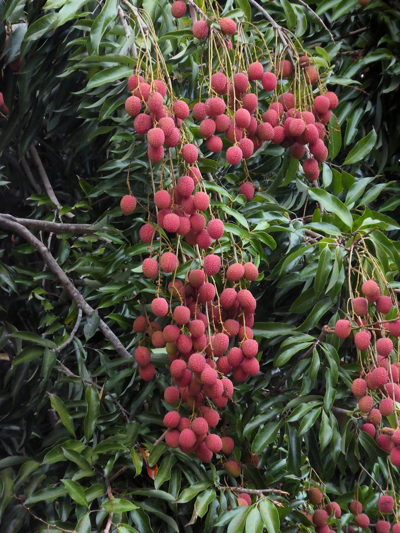 Litchi chinensis subsp. chinensis photo 2