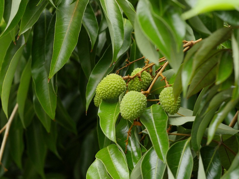 Litchi chinensis subsp. chinensis photo 3