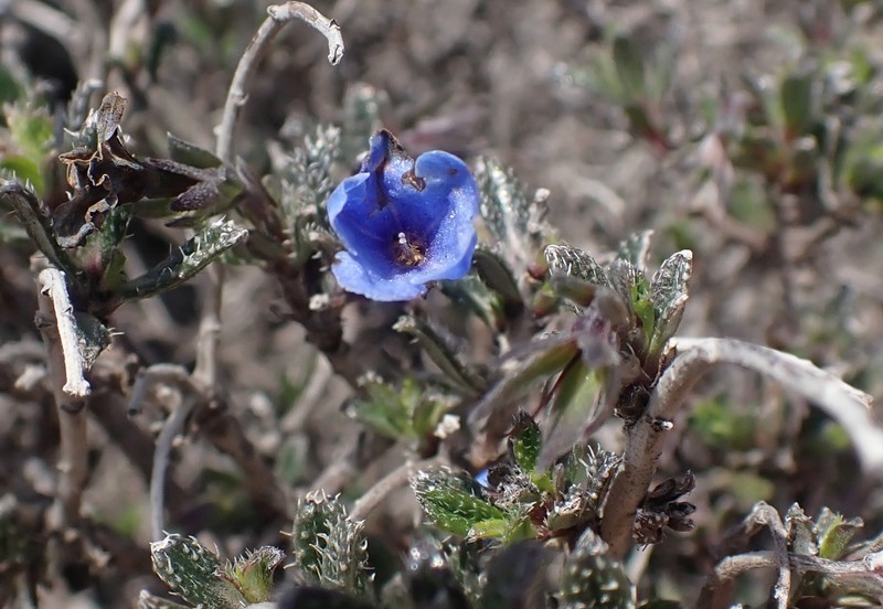 Lithodora hispidula subsp. hispidula