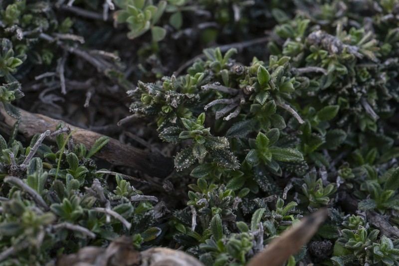 Lithodora hispidula subsp. hispidula photo 2