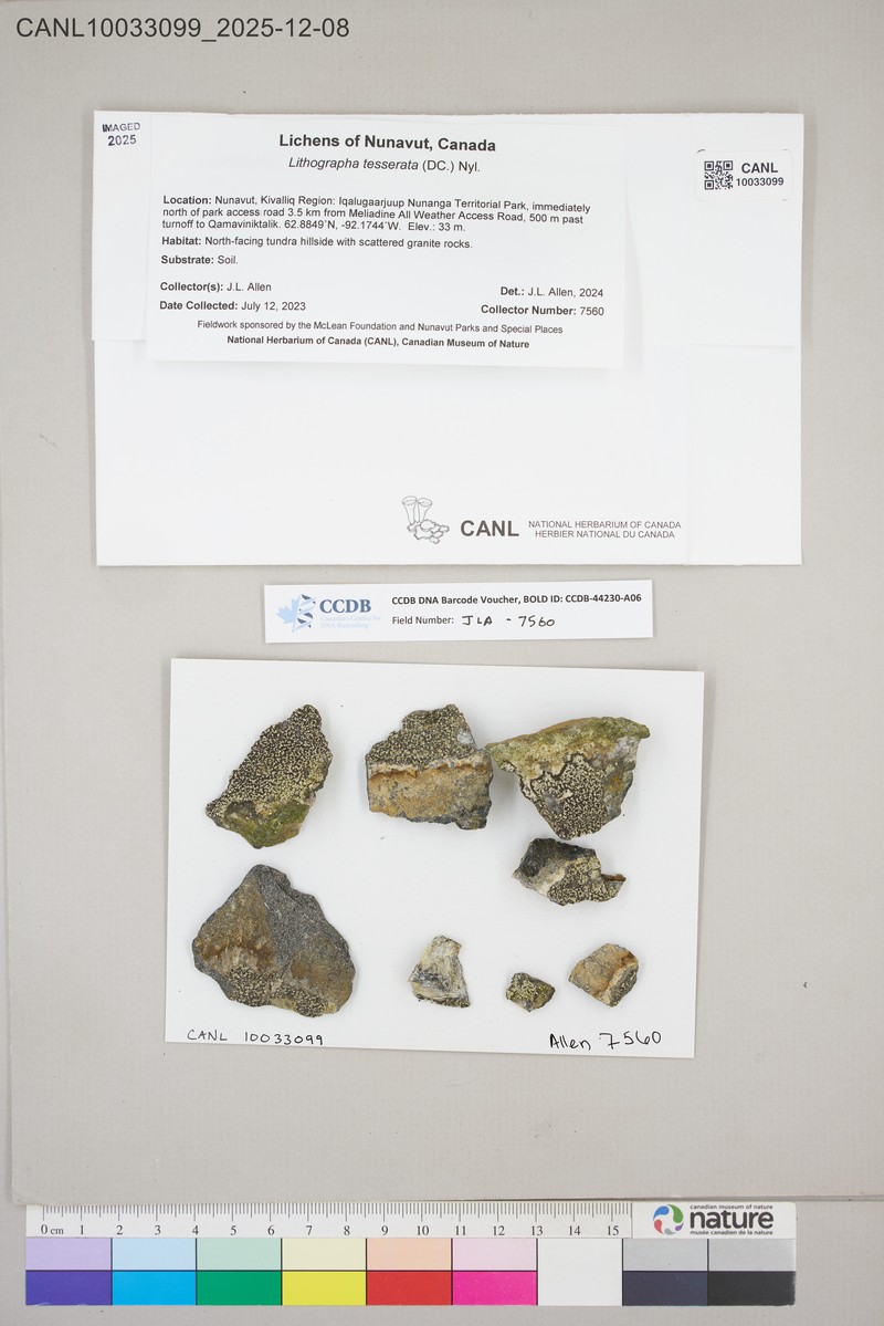 Lithographa Lichen
