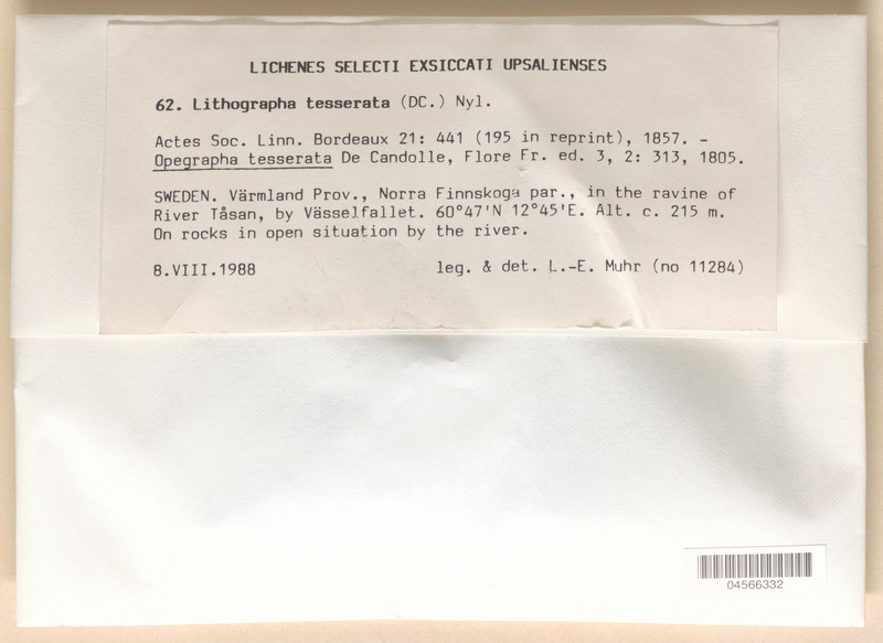 Lithographa Lichen photo 2