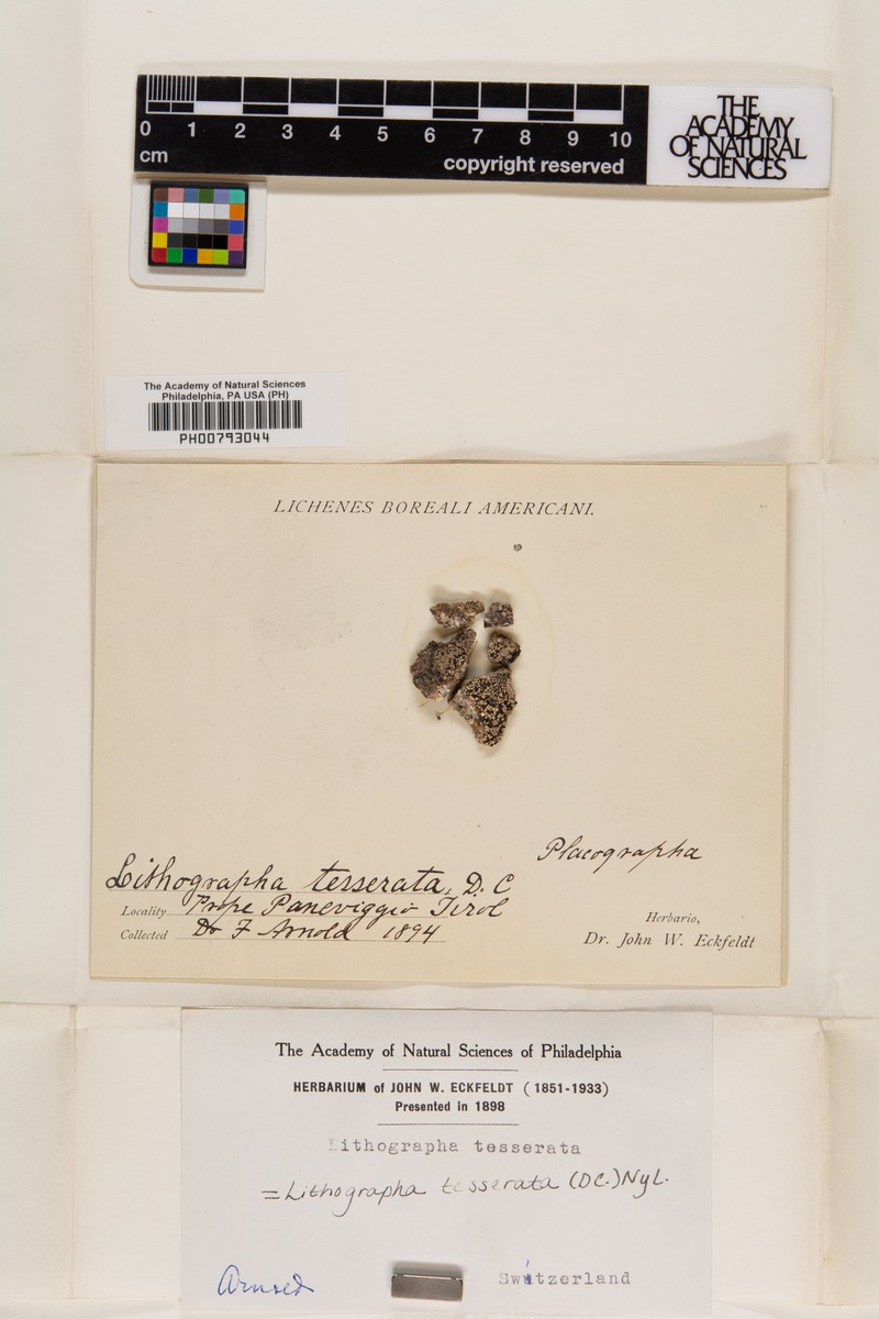 Lithographa Lichen photo 6