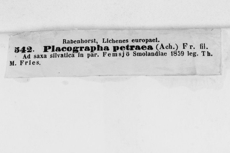 Lithographa Lichen photo 7