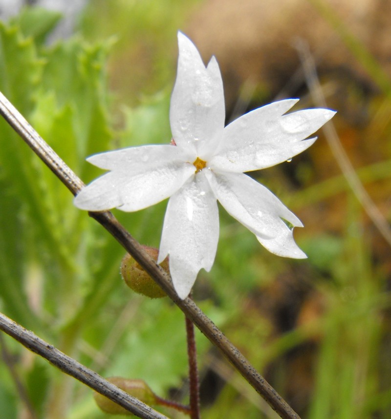 San Francisco Woodland-Star
