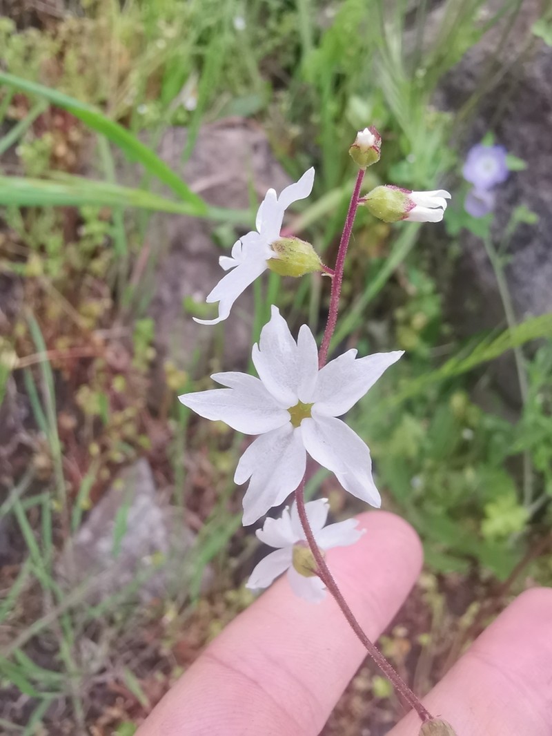 San Francisco Woodland-Star photo 2