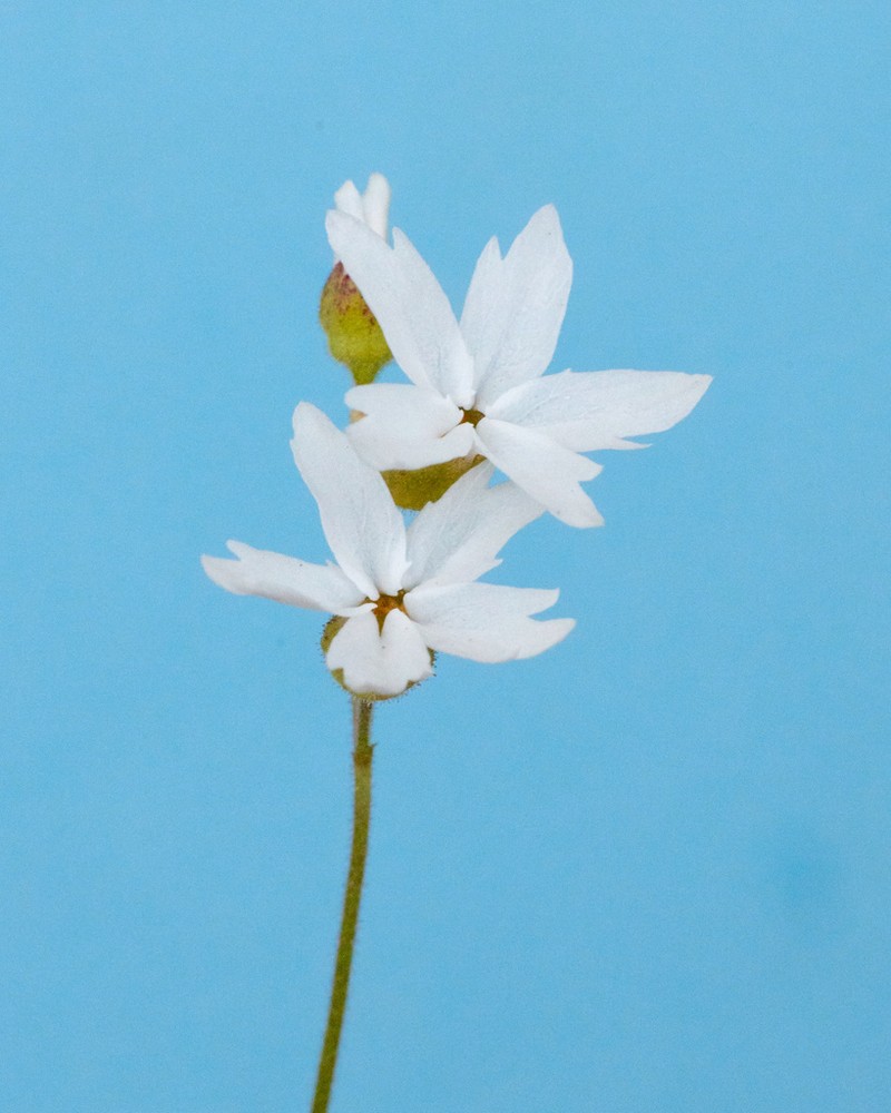 San Francisco Woodland-Star photo 3