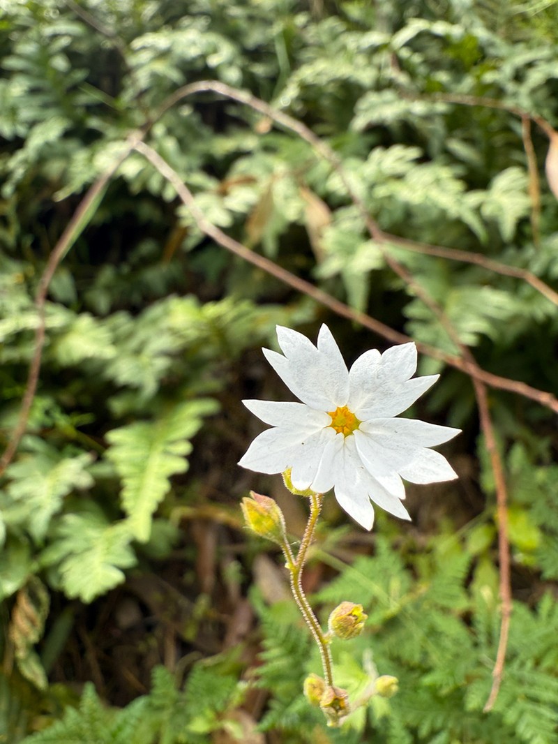 San Francisco Woodland-Star photo 4